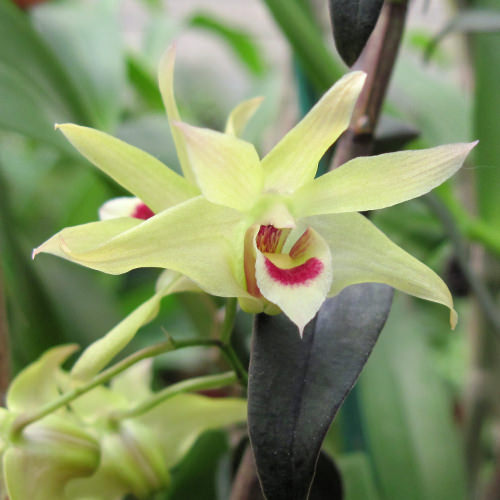 <em>Dendrobium</em> Flower